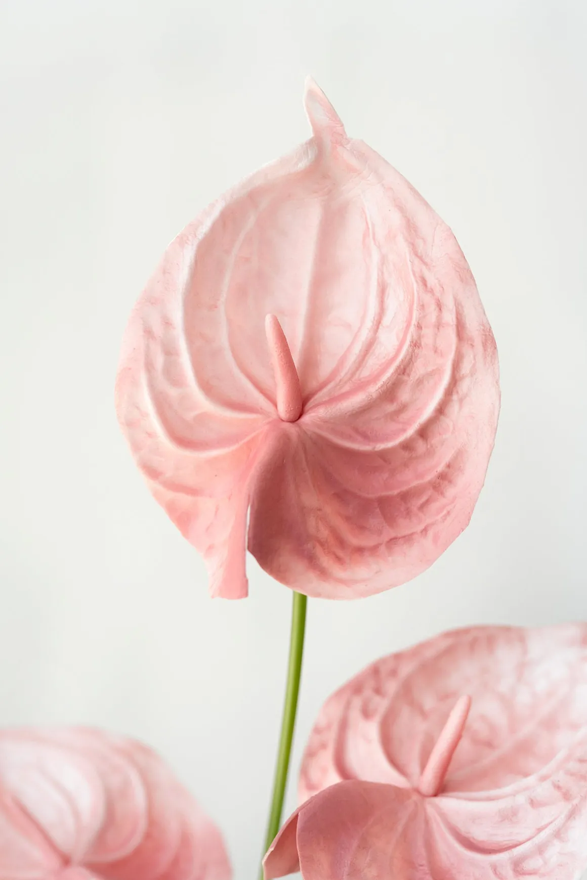15" Anthurium Flowers with Stem
