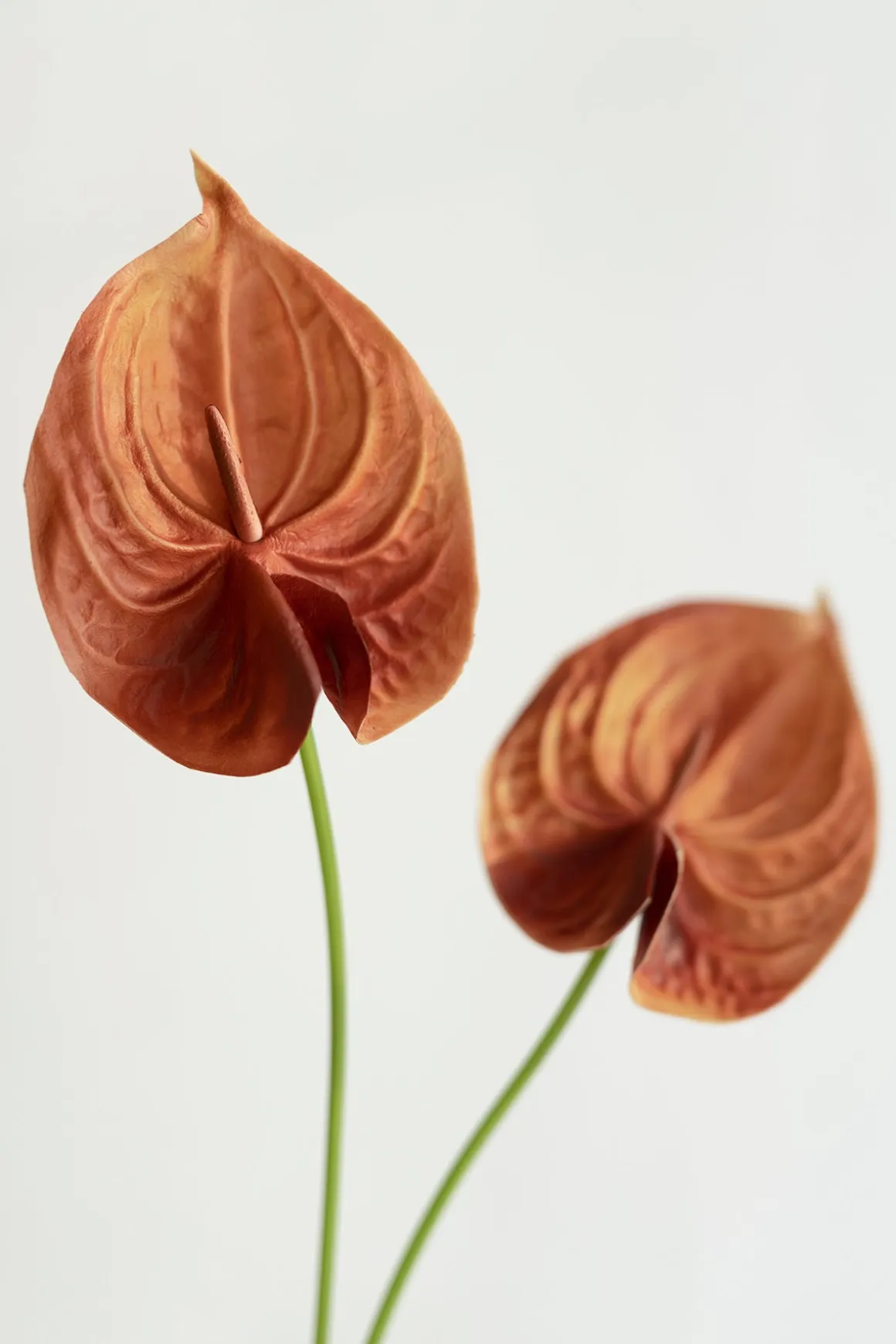 15" Anthurium Flowers with Stem - Burnt Orange (8pcs)