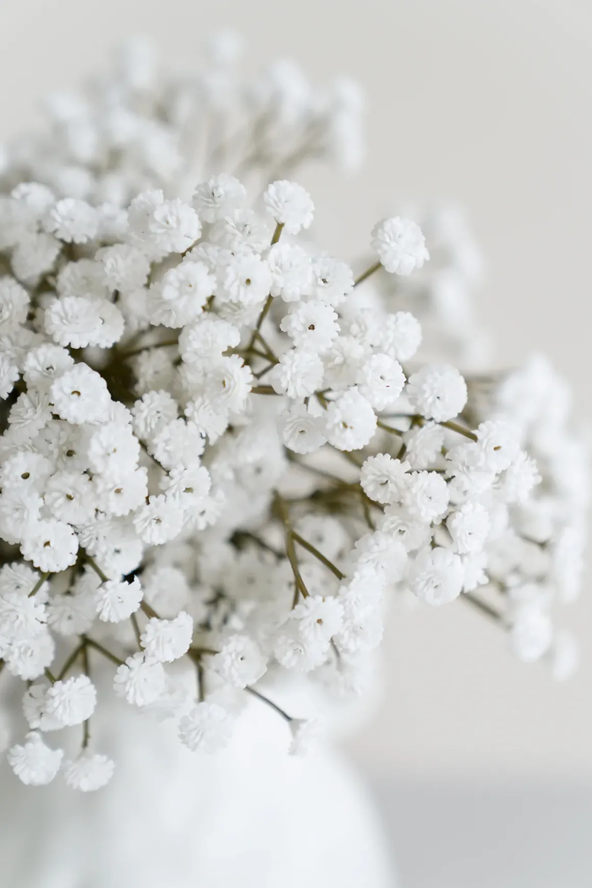 Baby's Breath