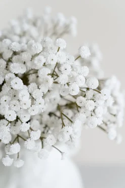 Baby's Breath