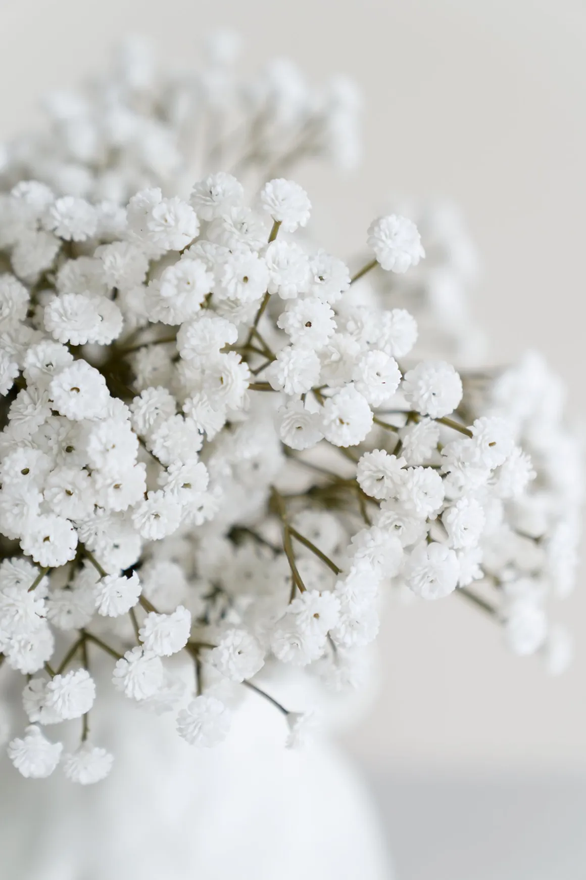 Baby's Breath