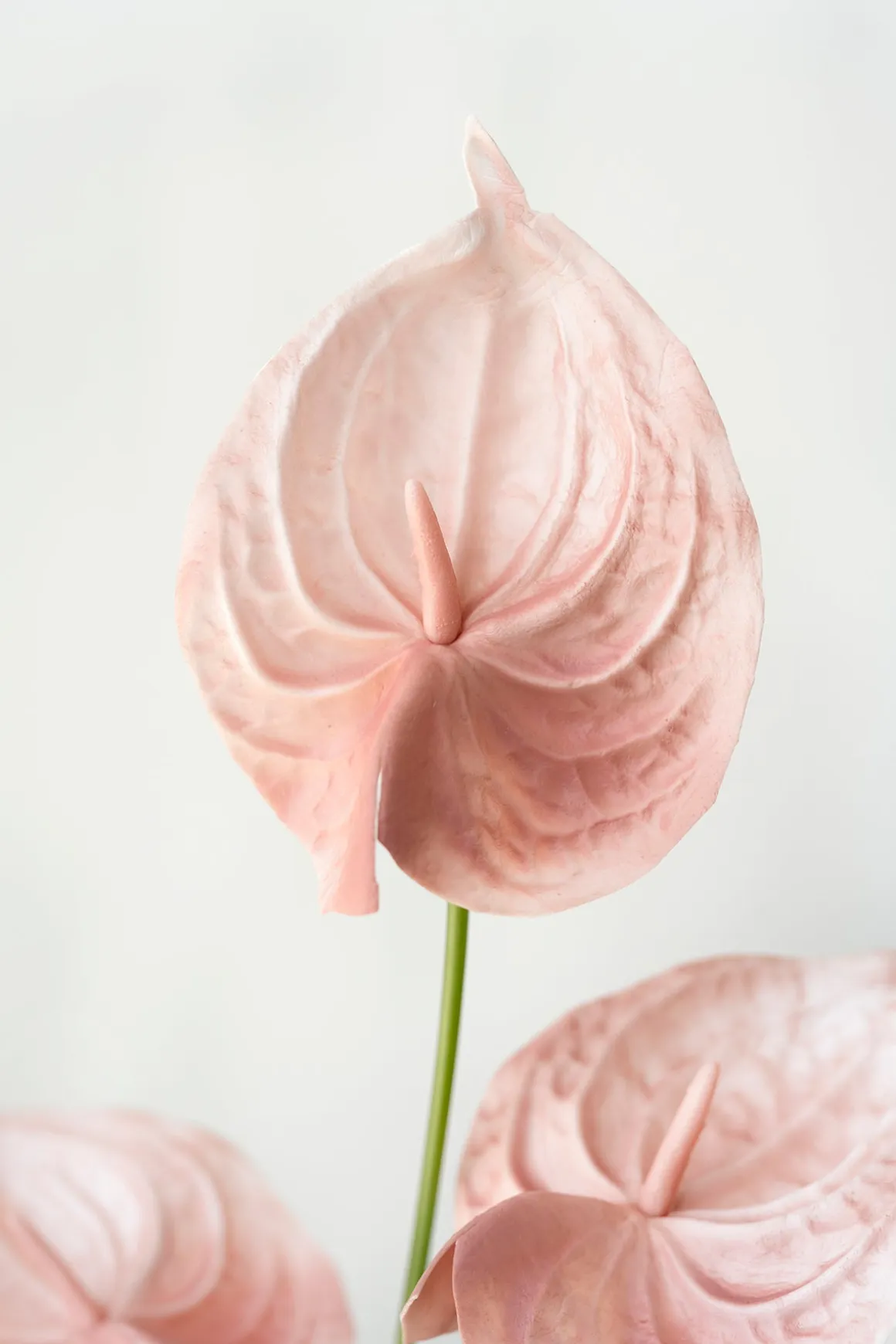 DIY Supporting Flower Boxes in Tropical Citrus & Pink
