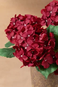 Hydrangeas with Stem - Black Baccara