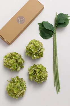 Hydrangeas with Stem - Kiwi Colada