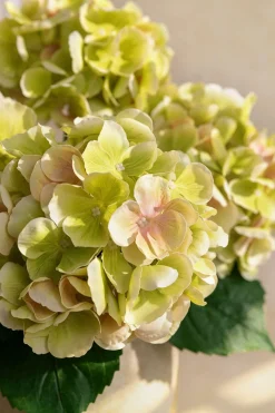 Hydrangeas with Stem - Light Green