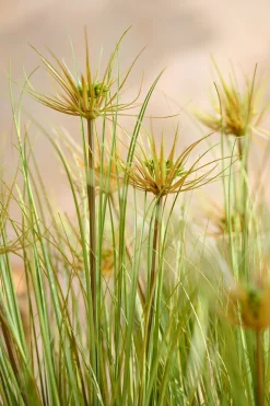 Lush Maiden Grass Meadow in Green | Clearance
