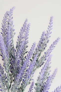 Purple Lavender Bush