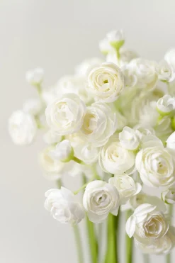 Ranunculus Flowers with Stem