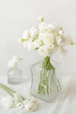 Ranunculus Flowers with Stem - Ivory (18pcs)