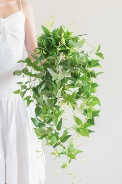 Silk Clematis Leaves Hanging Bush