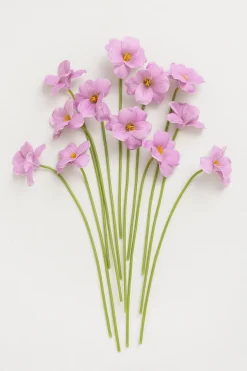 Tulips with Stem